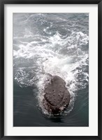 Framed Humpback Whales in Antarctica