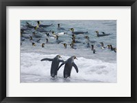 Framed King Penguin, Gold Harbor, South Georgia, Antarctica