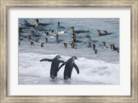 Framed King Penguin, Gold Harbor, South Georgia, Antarctica