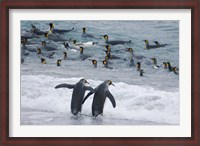 Framed King Penguin, Gold Harbor, South Georgia, Antarctica
