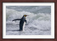 Framed King Penguin, Salisbury Plain, South Georgia
