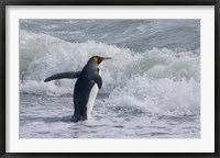 Framed King Penguin, Salisbury Plain, South Georgia