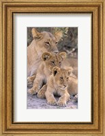 Framed Lioness and Cubs, Okavango Delta, Botswana