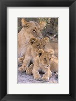 Framed Lioness and Cubs, Okavango Delta, Botswana