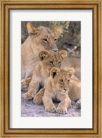 Framed Lioness and Cubs, Okavango Delta, Botswana