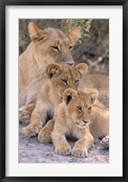 Framed Lioness and Cubs, Okavango Delta, Botswana
