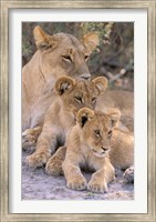 Framed Lioness and Cubs, Okavango Delta, Botswana