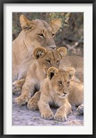 Framed Lioness and Cubs, Okavango Delta, Botswana