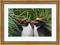 Framed Macaroni Penguin, Cooper Baby, Antarctica