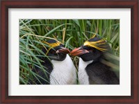 Framed Macaroni Penguin, Cooper Baby, Antarctica