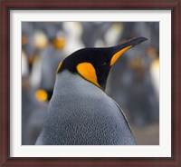 Framed King Penguin, Salisbury Plain, South Georgia, Antarctica