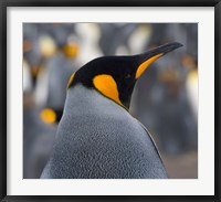 Framed King Penguin, Salisbury Plain, South Georgia, Antarctica