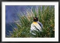 Framed Close up of King Penguin, Antarctica