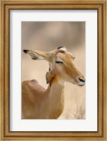 Framed Impala, Red-billed Oxpecker, Samburu Game Reserve, Kenya