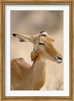 Framed Impala, Red-billed Oxpecker, Samburu Game Reserve, Kenya