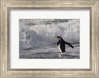 Framed King Penguin in the surf, Antarctica