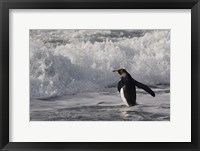 Framed King Penguin in the surf, Antarctica