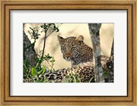 Framed Leopard resting beneath tree, Maasai Mara, Kenya