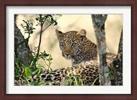 Framed Leopard resting beneath tree, Maasai Mara, Kenya