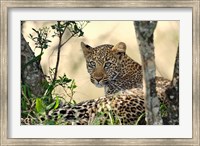 Framed Leopard resting beneath tree, Maasai Mara, Kenya
