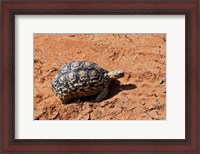 Framed Leopard Tortoise, Samburu National Game Reserve, Kenya
