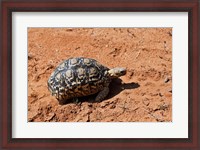 Framed Leopard Tortoise, Samburu National Game Reserve, Kenya