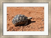 Framed Leopard Tortoise, Samburu National Game Reserve, Kenya