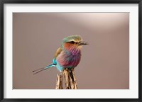 Framed Lilac breasted Roller bird, Samburu Game Reserve, Kenya