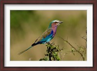 Framed Lilacbreasted Roller bird, Kenya