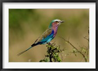 Framed Lilacbreasted Roller bird, Kenya