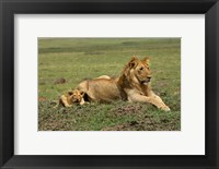 Framed Lion cub with male lion, Maasai Mara, Kenya