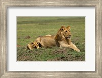 Framed Lion cub with male lion, Maasai Mara, Kenya