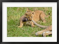 Framed Lion cub, mothers tail, Masai Mara Game Reserve, Kenya