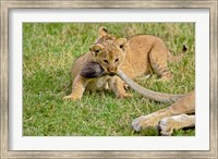 Framed Lion cub, mothers tail, Masai Mara Game Reserve, Kenya