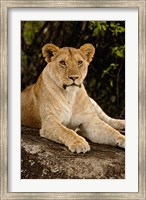 Framed Lion, Panthera leo, Serengeti National Park, Tanzania