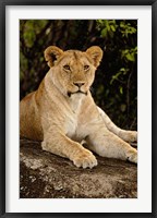 Framed Lion, Panthera leo, Serengeti National Park, Tanzania