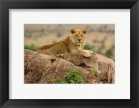 Framed Lion, Serengeti National Park, Tanzania