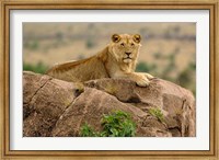 Framed Lion, Serengeti National Park, Tanzania