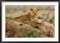 Framed Lion, Serengeti National Park, Tanzania