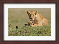Framed Lioness and cub, Masai Mara Game Reserve, Kenya