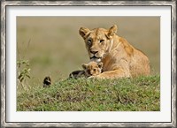 Framed Lioness and cub, Masai Mara Game Reserve, Kenya