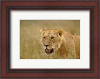 Framed Lioness on the hunt in tall grass, Masai Mara Game Reserve, Kenya