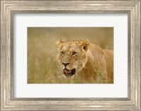 Framed Lioness on the hunt in tall grass, Masai Mara Game Reserve, Kenya