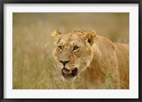 Framed Lioness on the hunt in tall grass, Masai Mara Game Reserve, Kenya