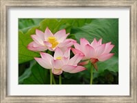 Framed Lotus flower, Nelumbo nucifera, China