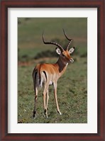 Framed Male Impala, Antelope, Maasai Mara, Kenya