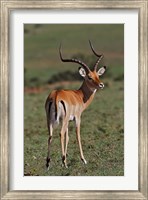 Framed Male Impala, Antelope, Maasai Mara, Kenya