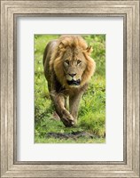 Framed Male Lion, Lake Nakuru National Park, Kenya