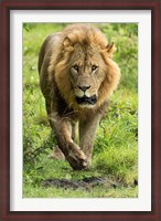 Framed Male Lion, Lake Nakuru National Park, Kenya