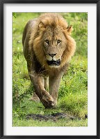 Framed Male Lion, Lake Nakuru National Park, Kenya